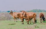 تفسير رؤية البقرة الصفراء في المنام