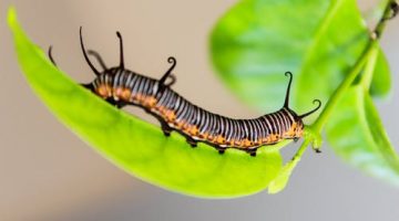 تفسير رؤية دود في الأكل في المنام