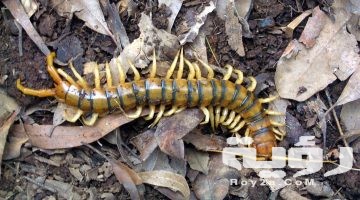 تفسير رؤية ام اربعة واربعين في المنام