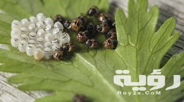 تفسير رؤية الحشرات في المنام بالتفصيل