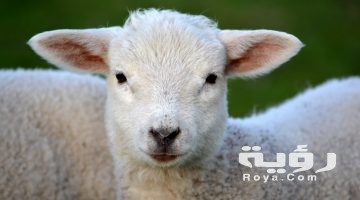 تفسير رؤية الخروف في المنام