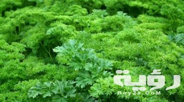 تفسير رؤية خضرة المحشي في المنام