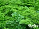 تفسير رؤية خضرة المحشي في المنام 5 تفسير رؤية خضرة المحشي في المنام