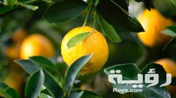 تفسير رؤية الليمون في المنام بالتفصيل
