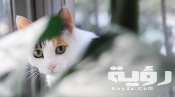 تفسير رؤية القطط في المنام