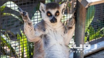 تفسير رؤية الخفاش في المنام