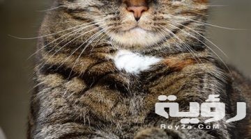 تفسير رؤية خدش القطة في الحلم