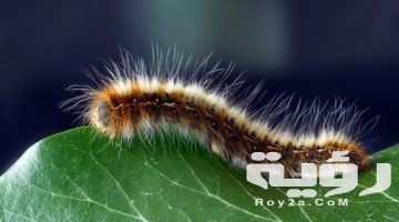 تفسير رؤية خروج الدود من الفرج في المنام