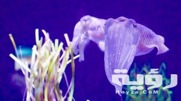 تفسير رؤية الحبار في المنام