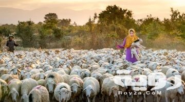 تفسير حلم الخروف في المنام