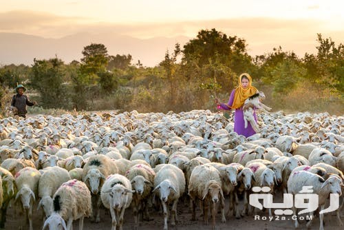 تفسير حلم الخروف في المنام