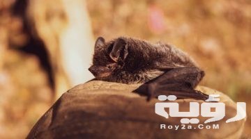 حلمت اني رايت خفاش