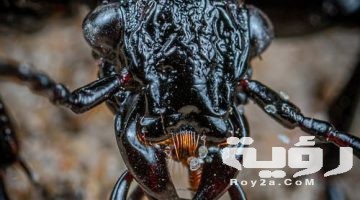 تفسير رؤية الخنفساء في المنام