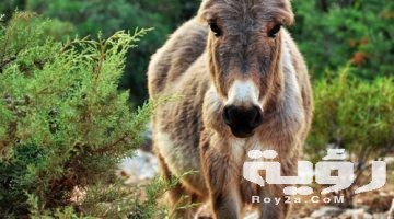 تفسير رؤية الحمار في المنام