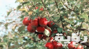 تفسير رؤية التفاح في المنام