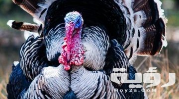 تفسير رؤية ديك رومي في المنام