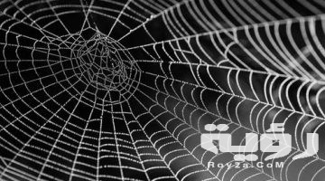 تفسير رؤية خيوط العنكبوت في المنام