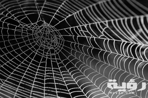 تفسير رؤية خيوط العنكبوت في المنام 5 تفسير رؤية خيوط العنكبوت في المنام