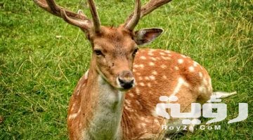 تفسير رؤية الغزالة في المنام