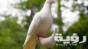 تفسير رؤية صيد اليمام في الحلم