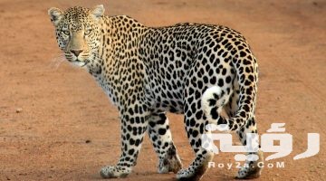 تفسير رؤية الفهد في المنام