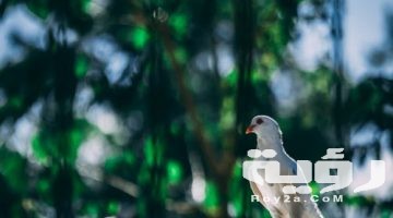 تفسير رؤية غية الحمام في المنام