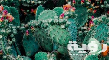 تفسير رؤية الصبار في الحلم