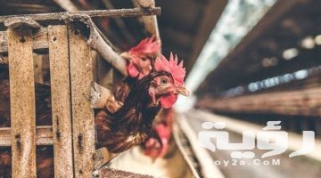 تفسير رؤية قفص الدجاج أو الحمام في المنام