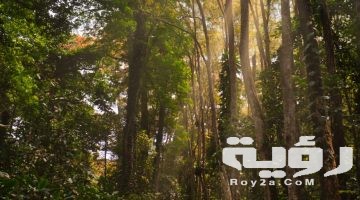 تفسير رؤية غابة خضراء في المنام