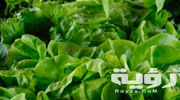 تفسير رؤية الخس في المنام