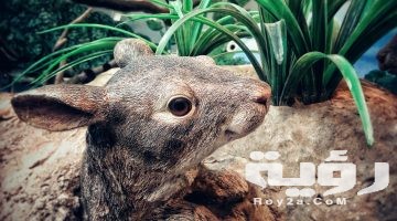 تفسير رؤية الفار او الفئران في المنام