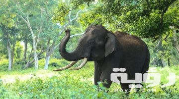 تفسير رؤية الفيل في المنام