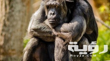 تفسير رؤية القرود في المنام