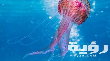 تفسير رؤية قنديل البحر في المنام