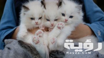 تفسير رؤية القطط في المنام