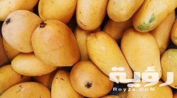 تفسير رؤية المانجو في المنام