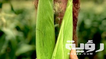 تفسير رؤية قناديل الذرة في المنام