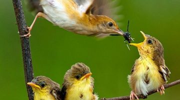 دعاء ضيف الرزق والحال مكتوب