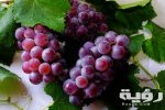تفسير رؤية اكل العنب في المنام 5 تفسير رؤية اكل العنب في المنام