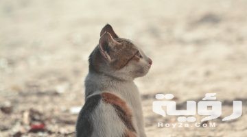 تفسير رؤية قطة في المنام
