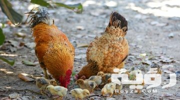 تفسير رؤية فراخ ميتة في المنام
