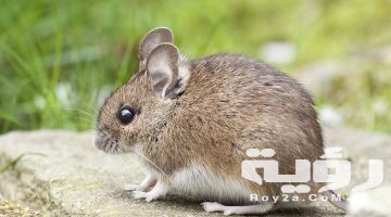 تفسير رؤية فئران ميتة في المنام