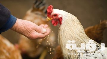 تفسير رؤية طعام الطيور في المنام