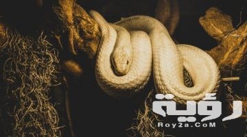 تفسير رؤية ثعبان اسود او اخضر او اصفر او ابيض في المنام