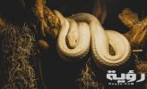 تفسير رؤية ثعبان اسود او اخضر او اصفر او ابيض في المنام