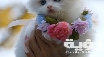 تفسير رؤية ثلاث قطط في المنام