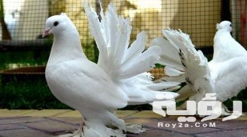 تفسير رؤية طيور بيضاء في المنام