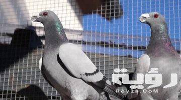 تفسير رؤية طيور الحمام الرمادي في المنام