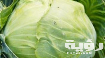 تفسير رؤية الكرنب في المنام