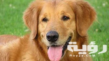 تفسير رؤية كلاب مسعورة في المنام